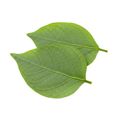 Obraz premium Two Green Jute Leaves Displaying Intricate Veins on a Clean White Background