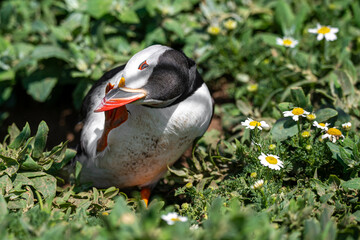 Puffin having a scratch outside of burrow
