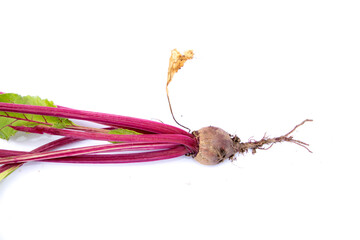 Fresh home grown beetroot with stems and leaves gardening harvest