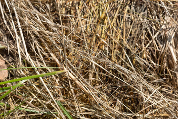 A close up of dry grass creates a textured and natural outdoor background.