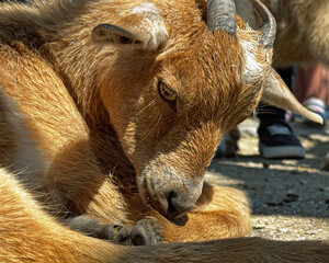Grooming Goat