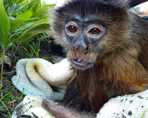 The organ-grinder takes a rest