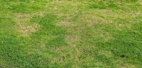 Close-up view of a lawn with patches of dry grass surrounded by healthy green grass under bright sunlight. This scene represents outdoor landscaping maintenance issues.