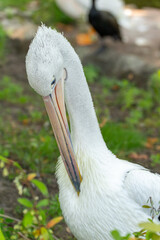 Pelican in a Calm Pose. A pelican stands on the ground with its head tilted. The scene appears calm; the bird appears to be grooming itself.