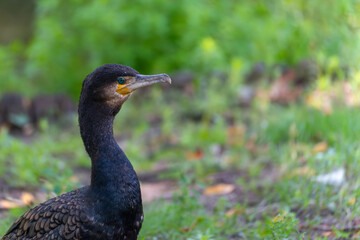 A cormorant with glossy, dark plumage stands attentively in the grass. The orange-yellow throat and...