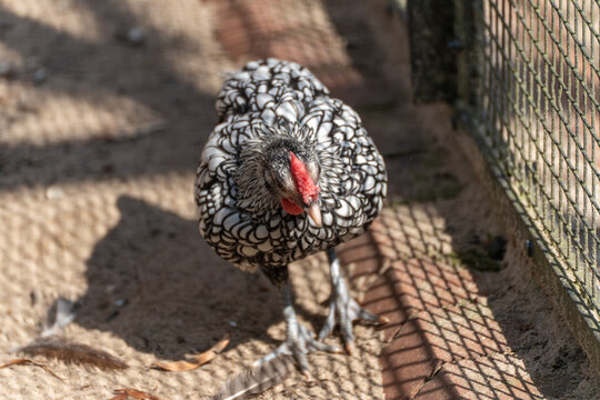 A silver Sebright chicken stands in its enclosure, the sunlight casting a grid pattern on the sandy ground. The feathered pattern is particularly decorative and striking.