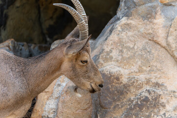 An Alpine Ibex stands calmly in front of a rock face, its massive horn showing impressive rings....