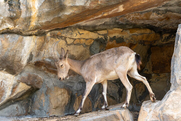 Alpine Ibex in Motion. An Ibex moves through its rocky surroundings. Its curved horns and muscular...