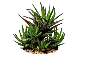 The Cactus  Zebra Plant photo with high resolution 45MP and focus stacking technique