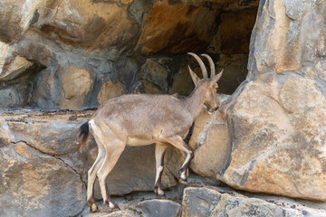 Alpine Ibex on a Rock. An Alpine Ibex carefully climbs a rock face. Its movement appears controlled...