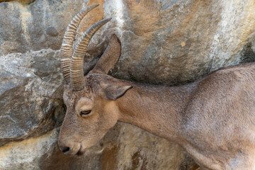 Alpine Ibex, head in front of rock. The head of an Alpine Ibex is close to a rock face. The powerful, curved horns dominate the image.