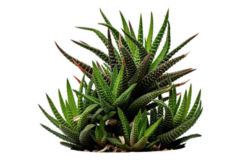 The Cactus  Zebra Plant photo with high resolution 45MP and focus stacking technique © shirophoto