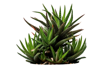 The Cactus  Zebra Plant photo with high resolution 45MP and focus stacking technique