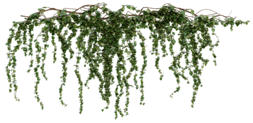 Hanging Ivy Vines PNG Transparent 3D Render– Hedera helix, Cascading Summer Greenery for Vertical Gardens or Interior Decor