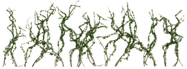 Loose Ivy Vines PNG Transparent 3D Render– Hedera helix, Organic Creeping Vines for Natural Landscaping or Fantasy Design (Summer Greenery) © pixelpapu