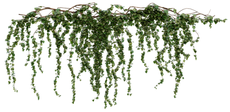 Hanging Ivy Vines PNG Transparent 3D Render– Hedera helix, Cascading Summer Greenery for Vertical Gardens or Interior Decor