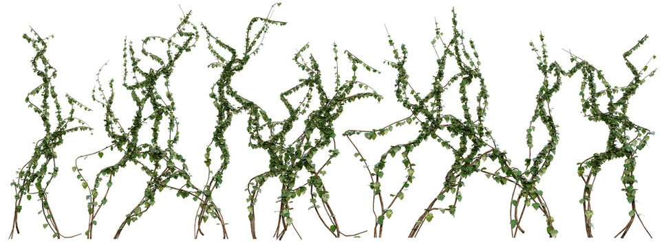 Loose Ivy Vines PNG Transparent 3D Render&ndash; Hedera helix, Organic Creeping Vines for Natural Landscaping or Fantasy Design (Summer Greenery)