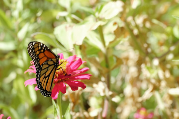 Monarch butterfly closeup with copy space over zinnia flowers in summer garden.