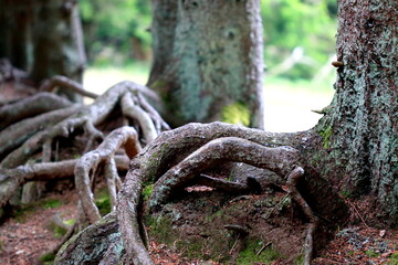 Racines de conifères