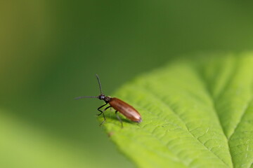 T&eacute;l&eacute;phore fauve