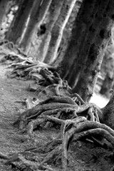 Racines de conif&egrave;res