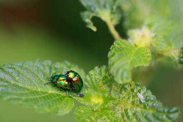 Chrysomèle