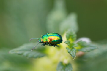 Chrysomèle