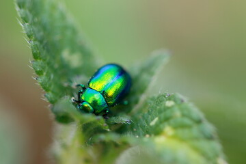 Chrysomèle