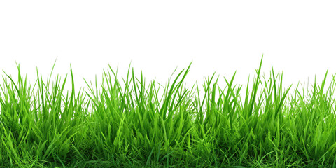 Fototapeta premium Lush green grass field (1)