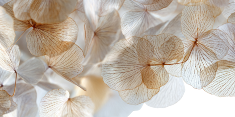 Delicate dried hydrangea petals