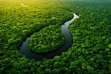Lush green rainforest canopy, winding river (4)