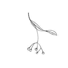 Linden flower. Vector illustrations hand drawn with ink and isolated on white background. Object for label design