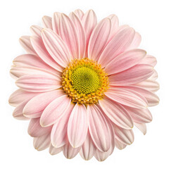 Delicate pink daisy flower with yellow center isolated on transparent background