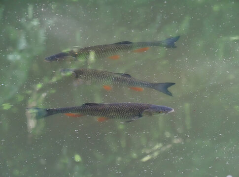 European chub fish in the water, Squalius cephalus