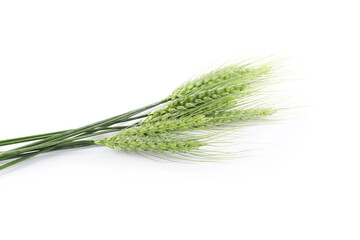 Many green wheat spikes isolated on white