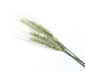 Many green wheat spikes on white background