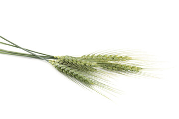 Many green wheat spikes isolated on white