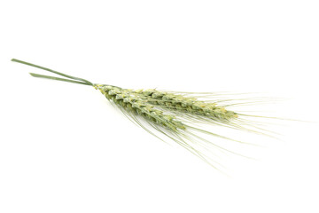 Two green wheat spikes isolated on white