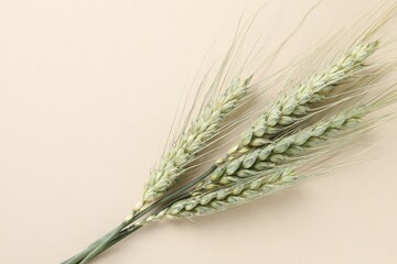 Many green wheat spikes on beige background, top view. Space for text