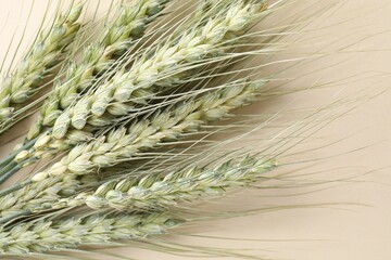 Many green wheat spikes on beige background, closeup