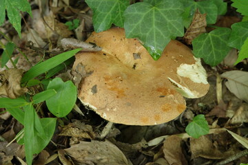 春、地面から顔を出した大型のイグチの仲間のキノコ