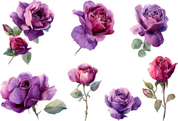 Fototapeta premium set of pink roses