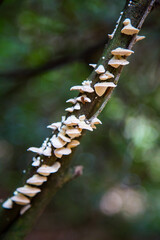 Luminous White Cheese Polypore Fungus Clinging To Forest Branch Surface
