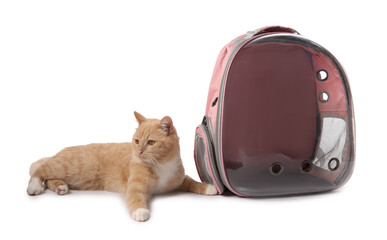 Cute cat and backpack carrier on white background