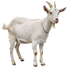 Fototapeta premium A white goat with horns and a beard standing and looking forward isolated on transparent background
