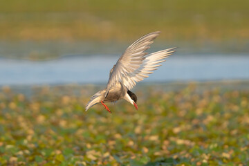 Whiskered Tern - Chlidonias hybrida in mid flight with spanned wings at green background. Photo...