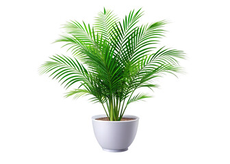 A beautiful white potted palm plant with vibrant green fronds is set isolated on white and transparent background