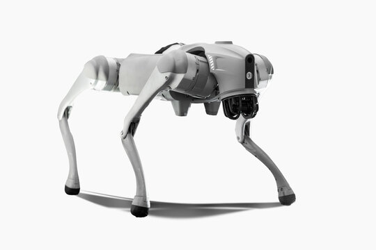 Robotic cyber dog on the plain background.