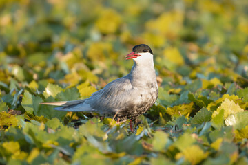 whiskered tern - Chlidonias hybrida standing on green water lilies. Photo from Danube Delta in...