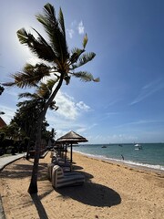 palm tree on the beach